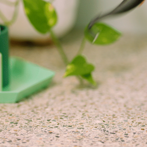 Flaus Head Refill - Founders Edition